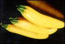 Yellow Squash