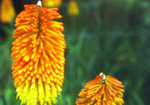 Himalayan flowers