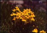 mountain flowers